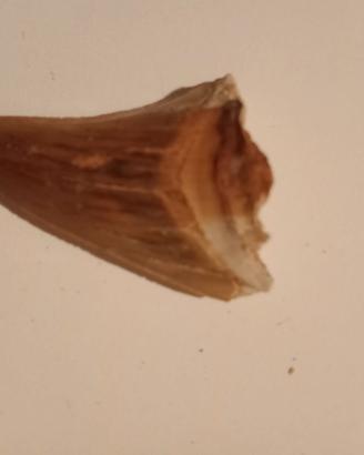 Dente fossile