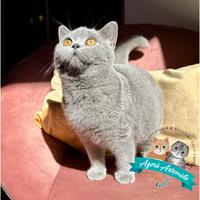 British Shorthair e Scottish Fold e Straight