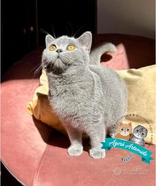 British Shorthair e Scottish Fold e Straight