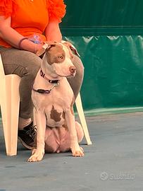 Pitbull femmina