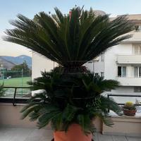 Cycas