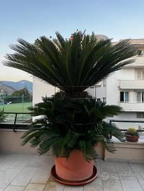 Cycas