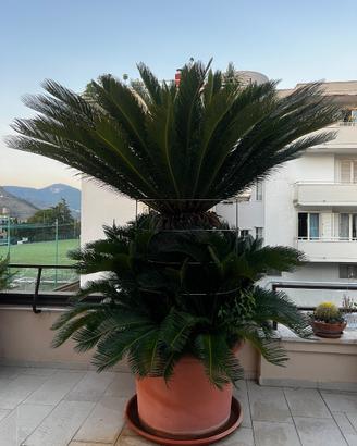 Cycas
