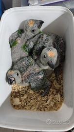 Animali