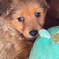 Cuccioli maschi due mesi a vicenza