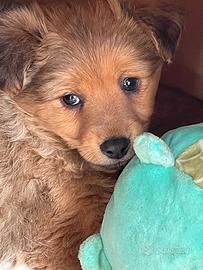 Cuccioli maschi due mesi a vicenza