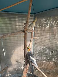 Coppia di calopsite con voliera