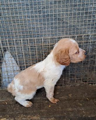 Cuccioli di cane breton
