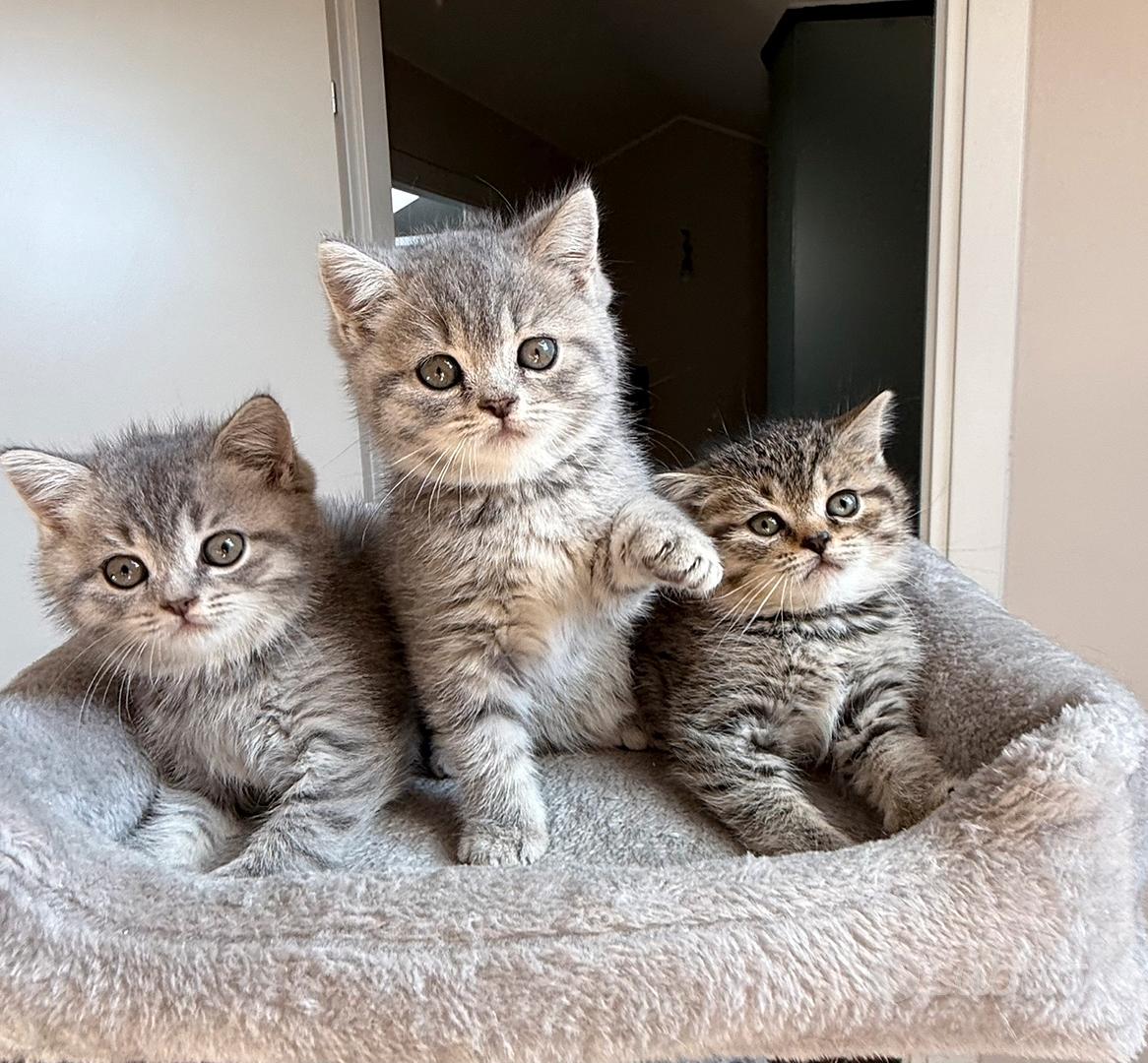 Femmine scottish fold straight e tabby - Animali In vendita a Milano
