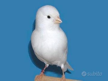 Canarini bianchi pluiripremiati