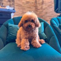 Cucciola di Barboncino Toy Red Fulvo Pedigree