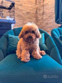 Cucciola di Barboncino Toy Red Fulvo Pedigree