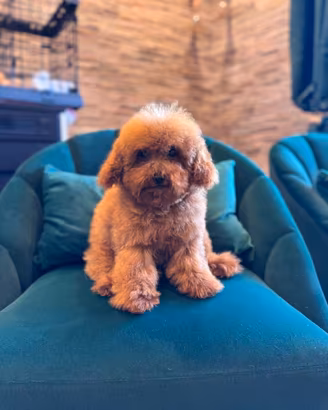 Cucciola di Barboncino Toy Red Fulvo Pedigree