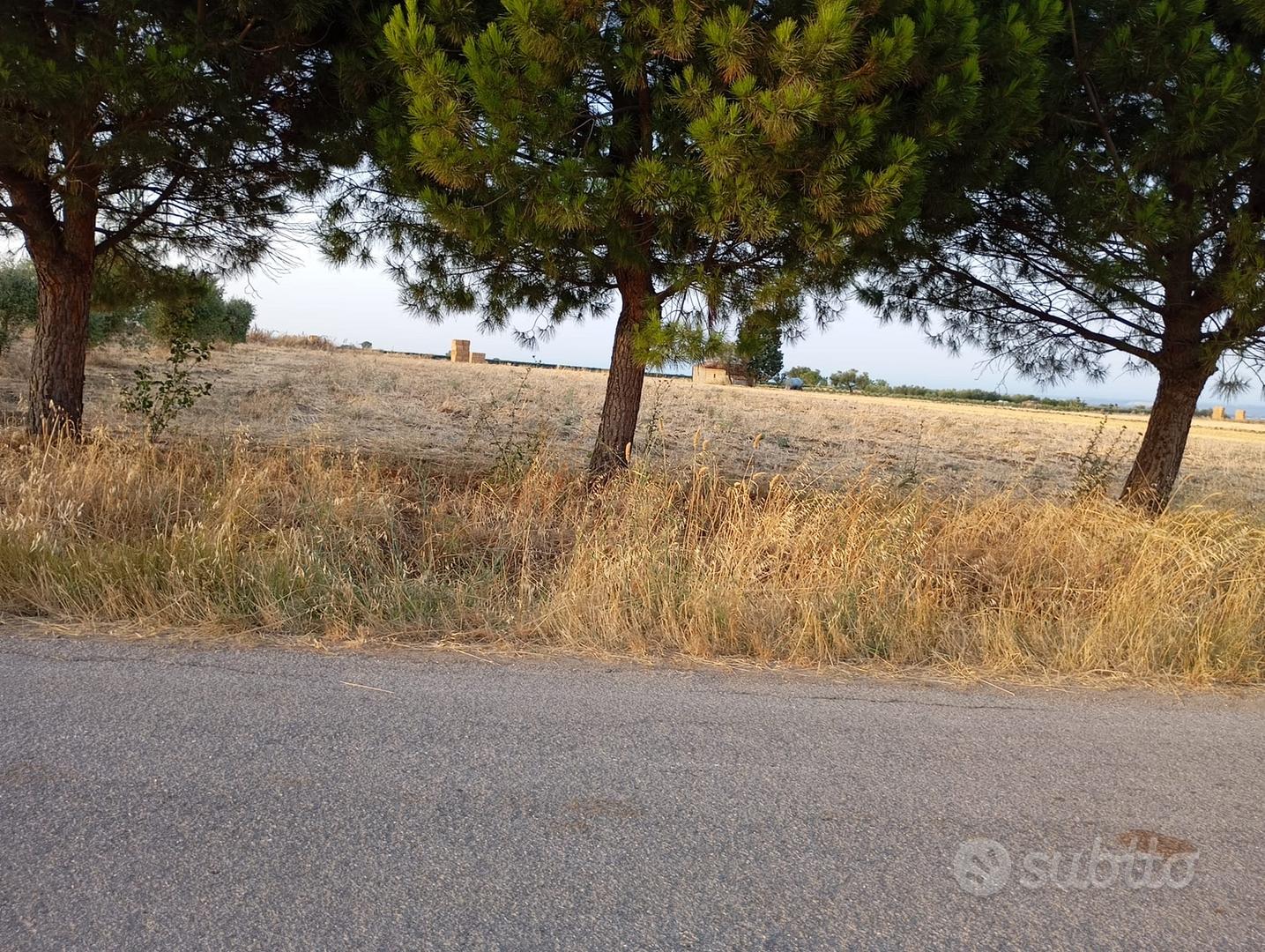 Terreno agricolo seminativo - Vista 5