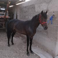 Mini trotter 3 anni