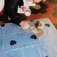 Cucciolo Maschio di Pomerania - PEDIGREE ENCI