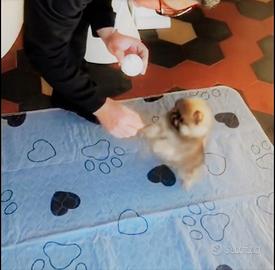 Cucciolo Maschio di Pomerania - PEDIGREE ENCI