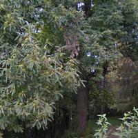 Terreno di 2033 m² ideale per legna e pascoli