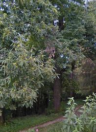 Terreno di 2033 m² ideale per legna e pascoli