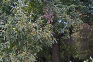 Terreno di 2033 m² ideale per legna e pascoli