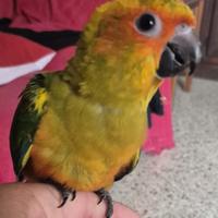 Conuri del sole allevato a mano