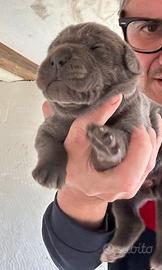 Cuccioli cane corso