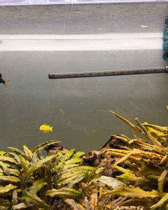 Acquario d'acqua dolce completo (lt. 160)