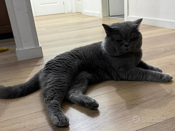 Scottish straight per MONTA