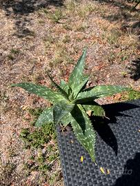 Aloe Maculata