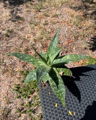Aloe Maculata