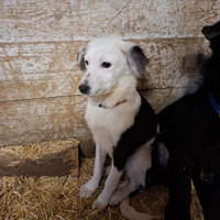 Cuccioli futura taglia media