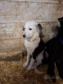 Cuccioli futura taglia media