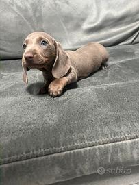 Bassotto Isabella maschio