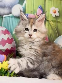 LEGGERE SOTTO Maine Coon Femmina TOP