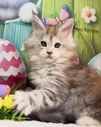 LEGGERE SOTTO Maine Coon Femmina TOP