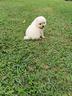 cuccioli-di-volpino-spitz-della-pomerania
