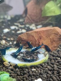 Neocaridina blu
