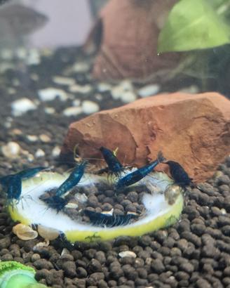 Neocaridina blu