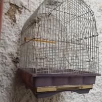 cabbia uccelli cell 3760746302 