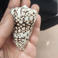 conchiglia cono