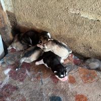 Cucciolo husky siberiano