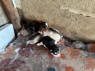 Cucciolo husky siberiano