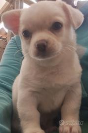 Cuccioli di Chihuahua