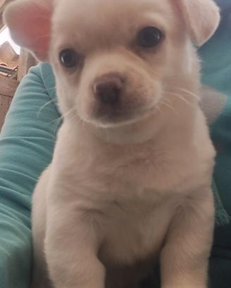 Cuccioli di Chihuahua