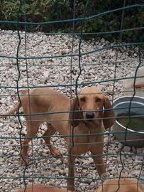 Cane da caccia