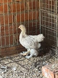Brahma