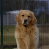 Golden retriver testati