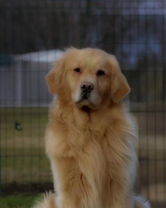 Golden retriver testati