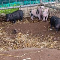 Mini pig maialini juliana