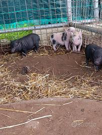 Mini pig maialini juliana